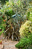 KATHY TAYLORS GARDEN  LONDON: VIEW ALONG PATH TO SHED COVERED BY PHORMIUM AND EUCALYPTUS PAUCIFLORA SUBSP DEBEUZEVILLE