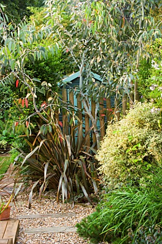 KATHY_TAYLORS_GARDEN__LONDON_VIEW_ALONG_PATH_TO_SHED_COVERED_BY_PHORMIUM_AND_EUCALYPTUS_PAUCIFLORA_S