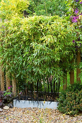 KATHY_TAYLORS_GARDEN__LONDON_FENCE_SCREEN_MADE_FROM_BAMBOO_IN_A_CONTAINER__PHYLOSTACHYS_NIGRA_AGM