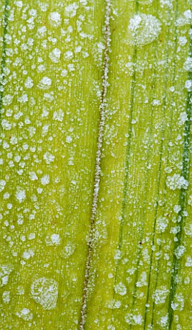 PW_PLANTS__NORFOLK_CLOSE_UP_OF_FROSTY_LEAF_OF_PHORMIUM_CREAM_DELIGHT