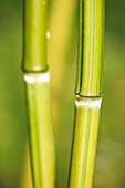 PW PLANTS  NORFOLK: HARDY BAMBOO - PHYLLOSTACHYS VIOLASCENS