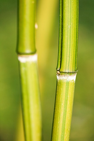 PW_PLANTS__NORFOLK_HARDY_BAMBOO__PHYLLOSTACHYS_VIOLASCENS