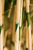 PW PLANTS  NORFOLK: HARDY BAMBOO - PHYLLOSTACHYS JAPONICA