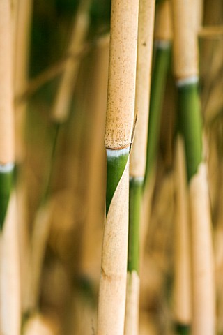 PW_PLANTS__NORFOLK_HARDY_BAMBOO__PHYLLOSTACHYS_JAPONICA