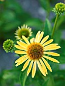 FLOWER OF A YELLOW ECHINACEA