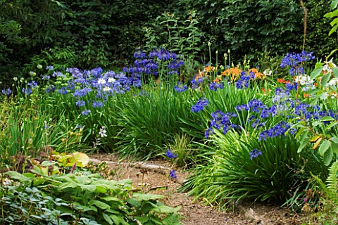 DEVON_AGAPANTHUS_AGAPANTHUS_GROWING_IN_THE_GARDEN_BESIDE_A_PTH