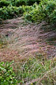 VEDDW HOUSE GARDEN  GWENT  WALES: DESIGNERS ANNE WAREHAM AND CHARLES HAWES - GRASSES AND BOX IN THE GRASSES PARTERRE