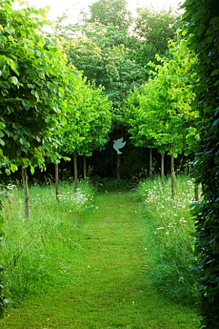 VEDDW_HOUSE_GARDEN__GWENT__WALES_THE_MEADOW___VIEW_ALONG_AVENUE_OF_CLIPPED_CORYLUS_COLURNA_TO_DOVE_C