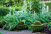 VEDDW HOUSE GARDEN  GWENT  WALES: DESIGNERS ANNE WAREHAM AND CHARLES HAWES - THE VEGETABLE GARDEN WITH CARDOONS AND HEUCHERA