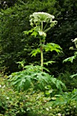 VEDDW HOUSE GARDEN  GWENT  WALES: DESIGNERS ANNE WAREHAM AND CHARLES HAWES - GIANT HOGWEED (HERACLEUM MANTAGAZZIANUM IN THE WOODLAND