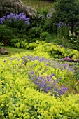 VEDDW HOUSE GARDEN  GWENT  WALES: DESIGNERS ANNE WAREHAM AND CHARLES HAWES - BORDER DOMINATED BY ALCHEMILLA MOLLIS BESIDE THE HOUSE