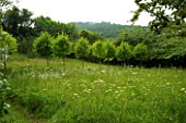 VEDDW HOUSE GARDEN  GWENT  WALES: DESIGNERS ANNE WAREHAM AND CHARLES HAWES - THE MEADOW IN SUMMER WITH AVENUE OF CORYLUS COLURNA