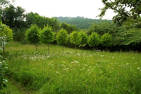 VEDDW_HOUSE_GARDEN__GWENT__WALES_DESIGNERS_ANNE_WAREHAM_AND_CHARLES_HAWES__THE_MEADOW_IN_SUMMER_WITH