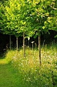 VEDDW HOUSE GARDEN  GWENT  WALES: DESIGNERS ANNE WAREHAM AND CHARLES HAWES - THE MEADOW WITH AN AVENUE OF CORYLUS COLURNA