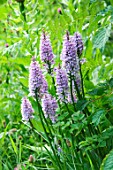 VEDDW HOUSE GARDEN  GWENT  WALES: DESIGNERS ANNE WAREHAM AND CHARLES HAWES - PURPLE SPOTTED ORCHIDS IN GRASS