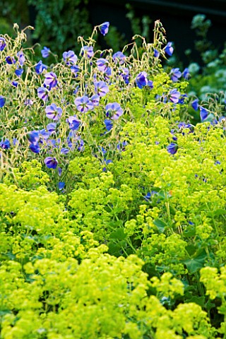 VEDDW_HOUSE_GARDEN__GWENT__WALES_DESIGNERS_ANNE_WAREHAM_AND_CHARLES_HAWES__ALCHEMILLA_MOLLIS_AND_GER