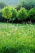 VEDDW HOUSE GARDEN  GWENT  WALES: DESIGNERS ANNE WAREHAM AND CHARLES HAWES - THE MEADOW WITH AVENUE OF CORYLUS COLURNA