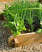DESIGNER: CLARE MATTHEWS- POTAGER/ VEGETABLE GARDEN  DEVON: RAISED WOODEN BED IN GRAVEL GARDEN PLANTED WITH ONION RED DELICIOUS AND LEAF BEET PERPETUAL SPINACH