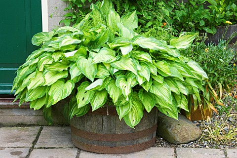 HUNMANBY_GRANGE__YORKSHIRE_ENTRANCE_WITH_HOSTA_FORTUNEI_PICTA_IN_WOODEN_HALF_BARREL_CONTAINER