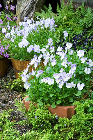 HUNMANBY_GRANGE__YORKSHIRE_VIOLA_REBECCA_AND_MYFANWY_IN_CONTAINERS