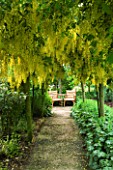 HUNMANBY GRANGE   YORKSHIRE. A PLACE TO SIT. PATH LEADING TO SEATING AREA IN LABURNUM AVENUE/TUNNEL UNDERPLANTED WITH ALCHEMILLA MOLLIS (LADYS MANTLE)