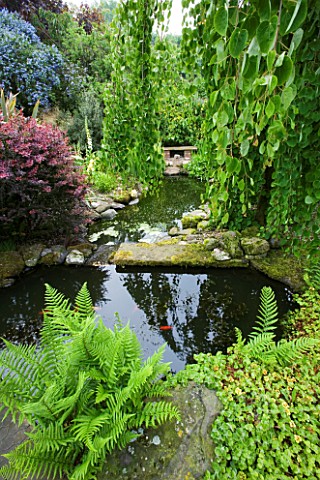 HUNMANBY_GRANGE__YORKSHIRE_POND_WITH_STEPPING_STONES_AND_WEEPING_CERCIDIPHYLLUM_JAPONICA_PENDULA__BE