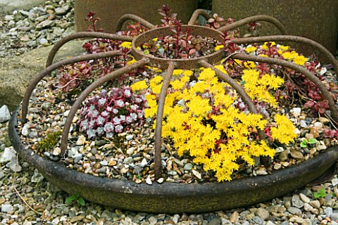 HUNMANBY_GRANGE__YORKSHIRE_PIG_FEEDER_FILLED_WITH_SEDUMS_AND_GRAVEL_MULCH