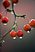 CLOSE UP OF THE RED FRUIT OF MALUS EVEREST. RAINDROPS  RED  BERRIES  WINTER