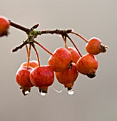 CLOSE UP OF THE RED FRUIT OF MALUS EVEREST