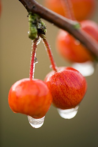 CLOSE_UP_OF_THE_RED_FRUIT_OF_MALUS_EVEREST