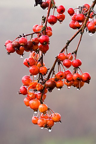 CLOSE_UP_OF_THE_RED_FRUIT_OF_MALUS_EVEREST