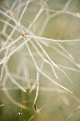 WILDLY RURAL NURSERY  CUMBRIA - AUSTROSTIPA ELEGANTISSIMA - AUSTRALIAN FEATHER SPEAR GRASS