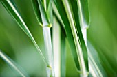 WILDLY RURAL NURSERY  CUMBRIA - MISCANTHUS SINENSIS CABARET - VARIEGATED MAIDEN GRASS