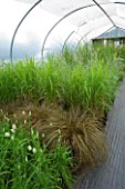 WILDLY RURAL NURSERY  CUMBRIA - GRASSES IN THE POLYTUNNEL