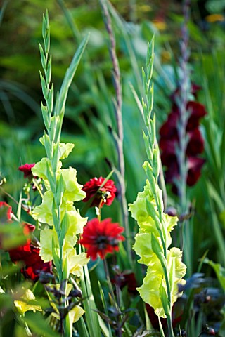 YEWBARROW_HOUSE_GARDENS__CUMBRIA__LIME_GREEN_GLADIOLUS_GREEN_GODDESS_AND_RED_DAHLIA_IN_THE_ITALIAN_T