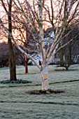 WOODPECKERS  WARWICKSHIRE  WINTER: VIEW ACROSS FROSTY LAWN WITH BETULA UTILIS VAR JACQUEMONTII
