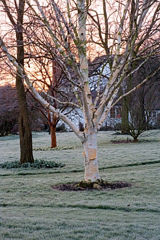 WOODPECKERS__WARWICKSHIRE__WINTER_VIEW_ACROSS_FROSTY_LAWN_WITH_BETULA_UTILIS_VAR_JACQUEMONTII