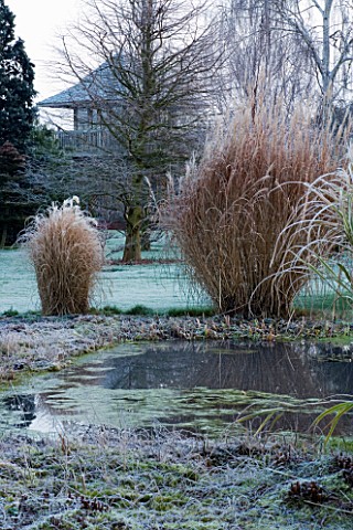 WOODPECKERS__WARWICKSHIRE__WINTER_VIEW_ACROSS_FROSTY_POOL_POND_THROUGH_MISCANTHUS_TO_WOODEN_SUMMERHO
