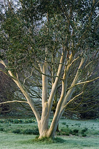 WOODPECKERS__WARWICKSHIRE__WINTER_EUCALYPTUS_PAUCIFLORA_NIPHOPHILA_IN_THE_LAW__COVERED_WITH_FROST