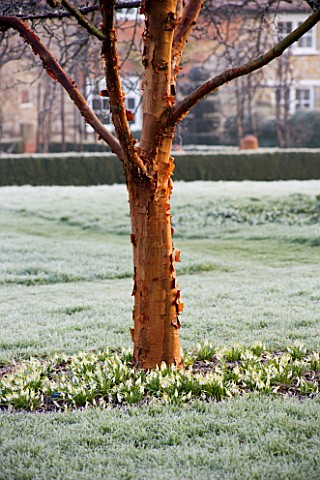 WOODPECKERS__WARWICKSHIRE__WINTER_FROSTY_LAWN_WITH_ACER_GRISEUM_AND_GALANTHUS_SANDERSII_GP