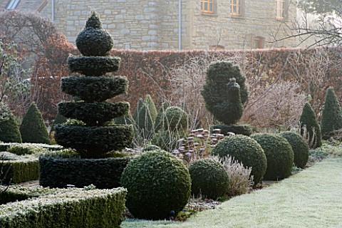 WOODPECKERS__WARWICKSHIRE__WINTER_THE_FORMAL_GARDEN_IN_FROST__YEW_AND_BOX_TOPIARY_SHAPES