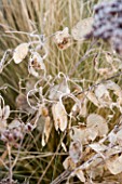 WOODPECKERS  WARWICKSHIRE  WINTER: FROSTED SEEDHEADS OF LUNNARI ANNUA (HONESTY)