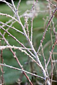 WOODPECKERS  WARWICKSHIRE  WINTER: FROSTED STEMS OF RUBUIS THIBETANUS