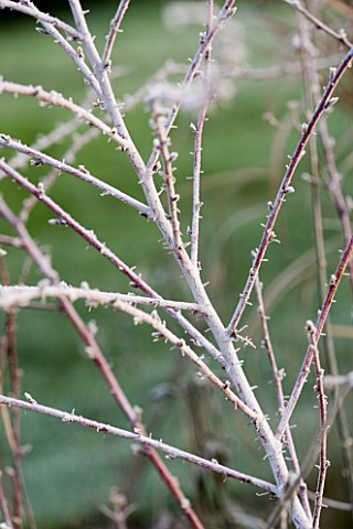 WOODPECKERS__WARWICKSHIRE__WINTER_FROSTED_STEMS_OF_RUBUIS_THIBETANUS
