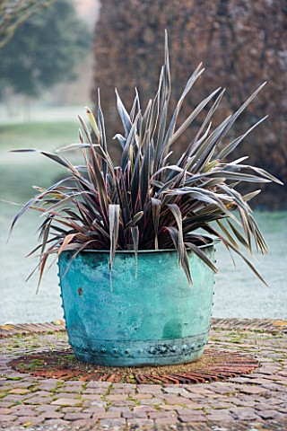 WOODPECKERS__WARWICKSHIRE__WINTER_FROSTED_PHORMIUM_IN_LARGE_COPPER_CONTAINER__FROST