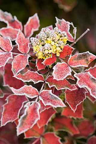 WOODPECKERS__WARWICKSHIRE__WINTER_FROSTED_MAHONIA