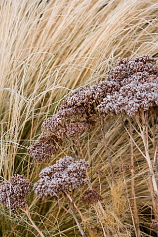 WOODPECKERS__WARWICKSHIRE__WINTER_FROSTED_SEDUMS_AND_GRASSES