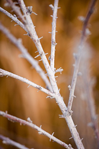 WOODPECKERS__WARWICKSHIRE__WINTER_FROSTED_BRANCHES_OF_RUBUS_THIBETANUS