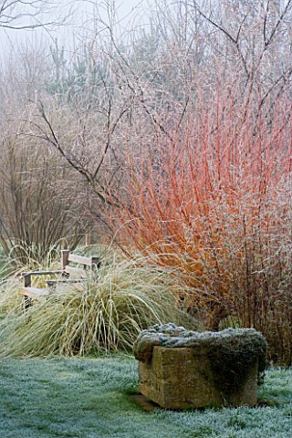 WOODPECKERS__WARWICKSHIRE__WINTER_FROSTED_BORDER_WITH_WOODEN_BENCH__STONE_CONTAINER_AND_WILLOWS