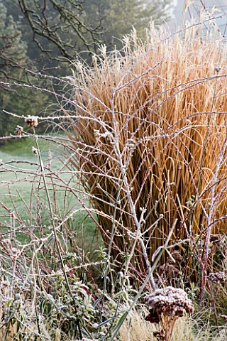 WOODPECKERS__WARWICKSHIRE__WINTER_FROSTED_BORDER_WITH_RUBUS_THIBETANUS